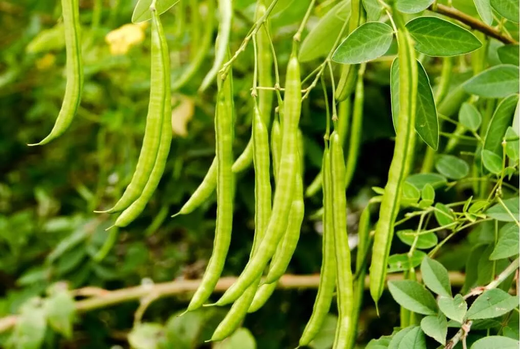 Blue Lake Pole Bean