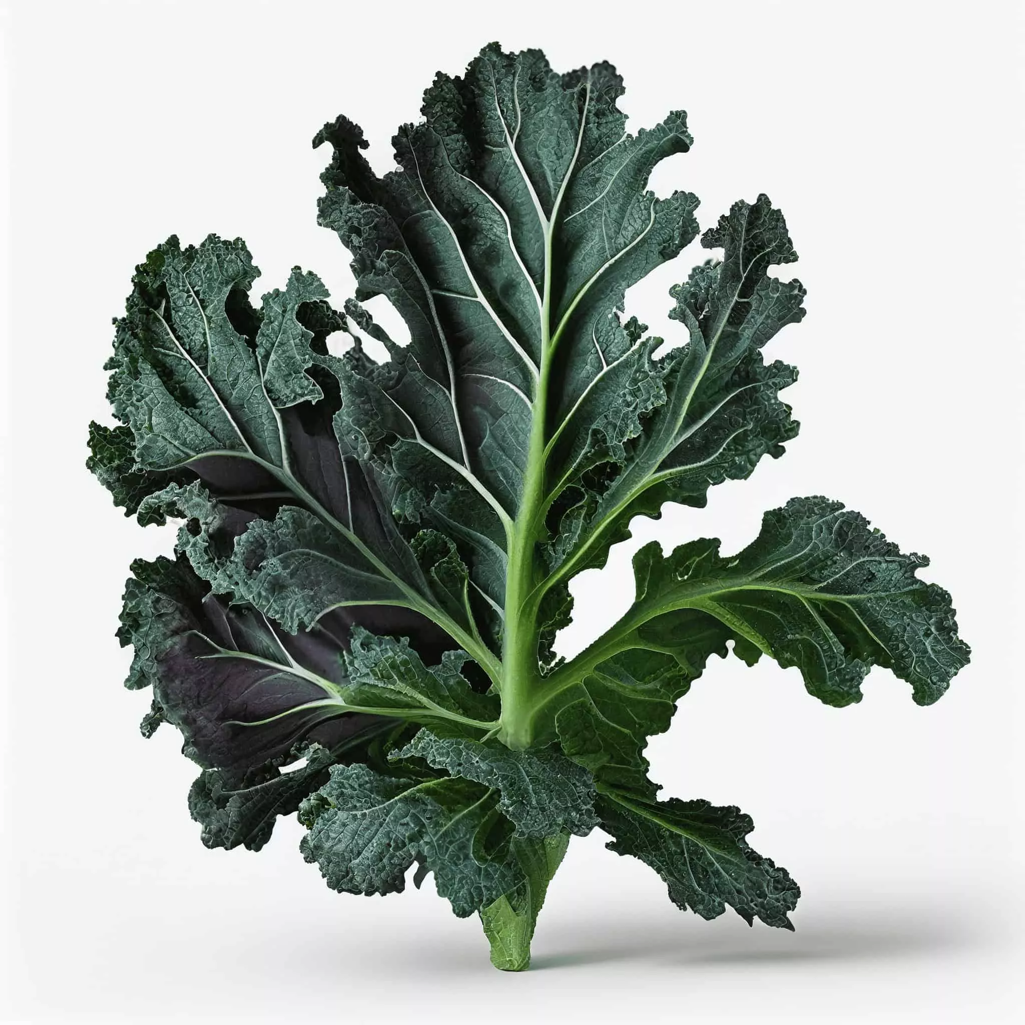 Blue Ridge Kale