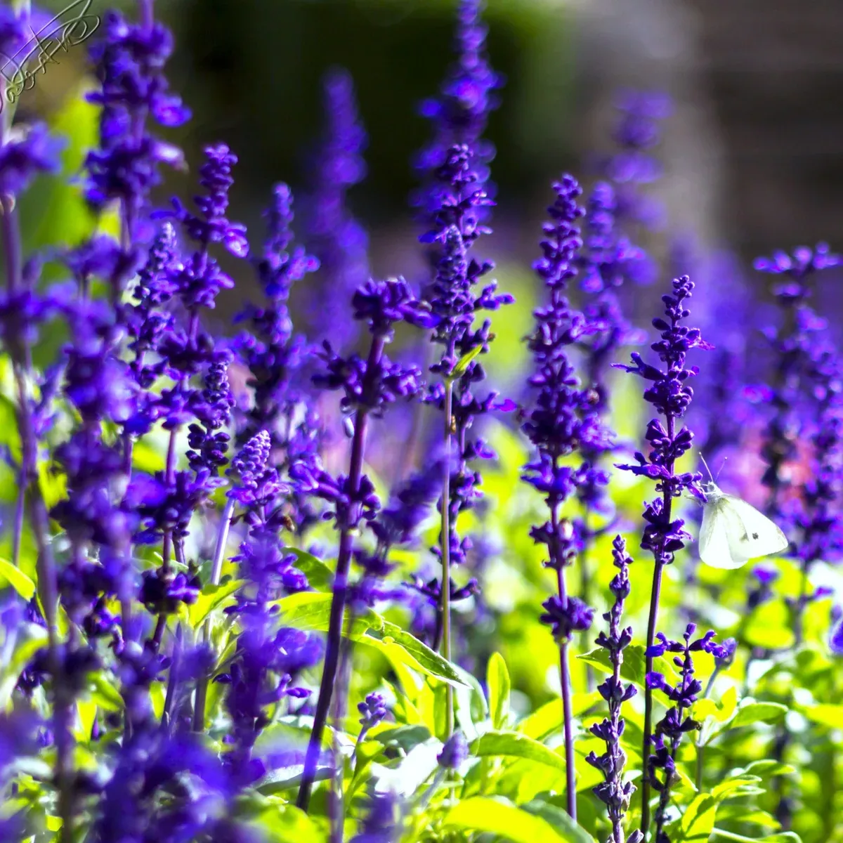 Blue Sage
