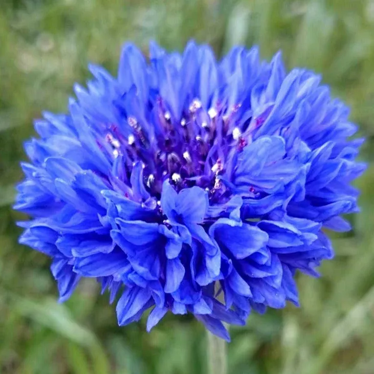 Blue Tall Bachelor Button