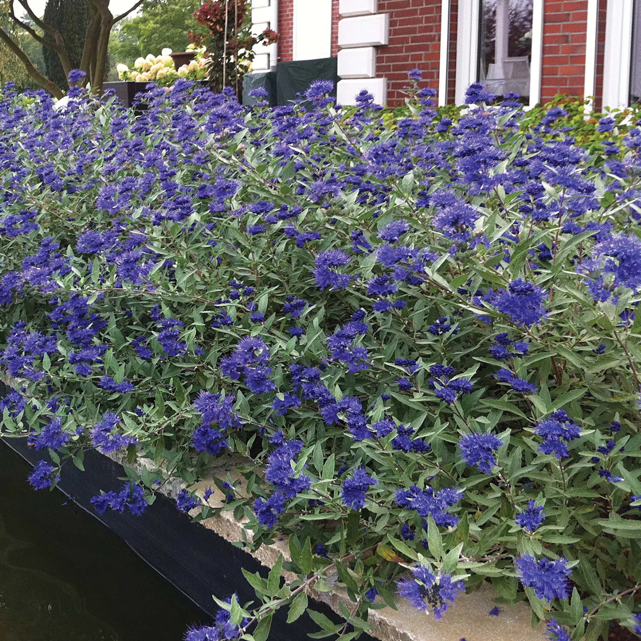 Bluebeard, Sapphire Surf™