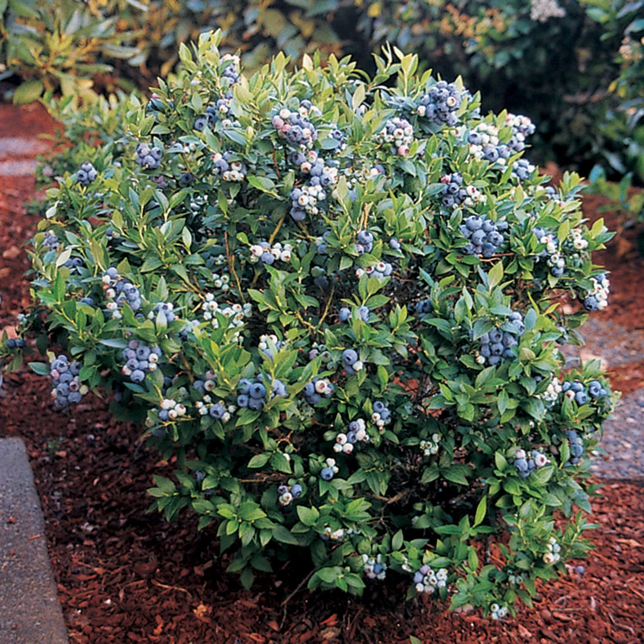 Blueberry, Dwarf Top Hat