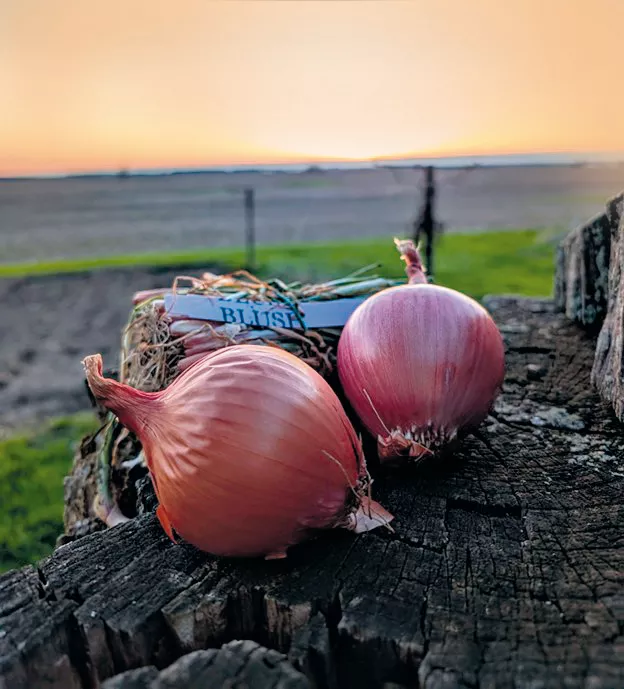 Blush Onion Plants – 30 Bunch Case