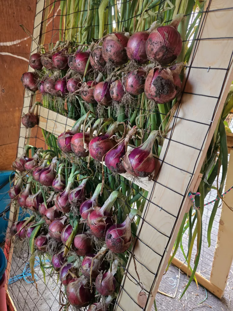 Blush Onion Plants