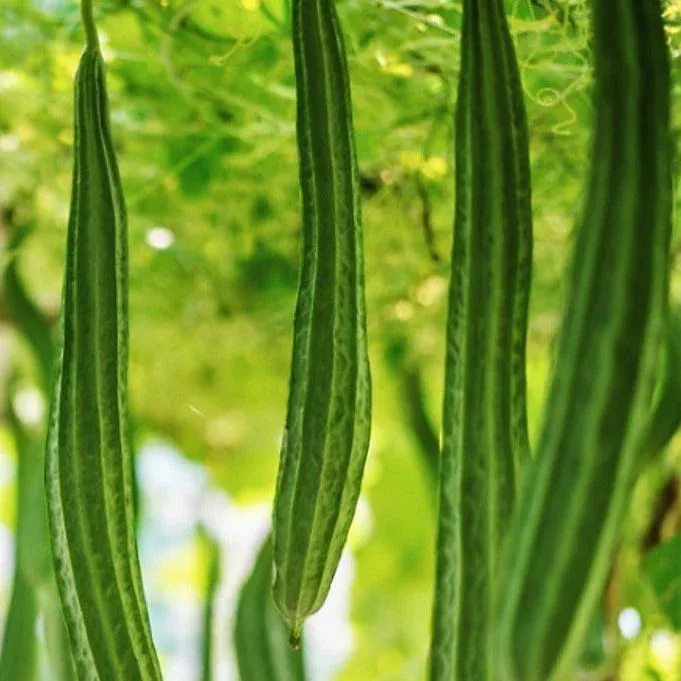 Bonanza Angled Luffa Gourd