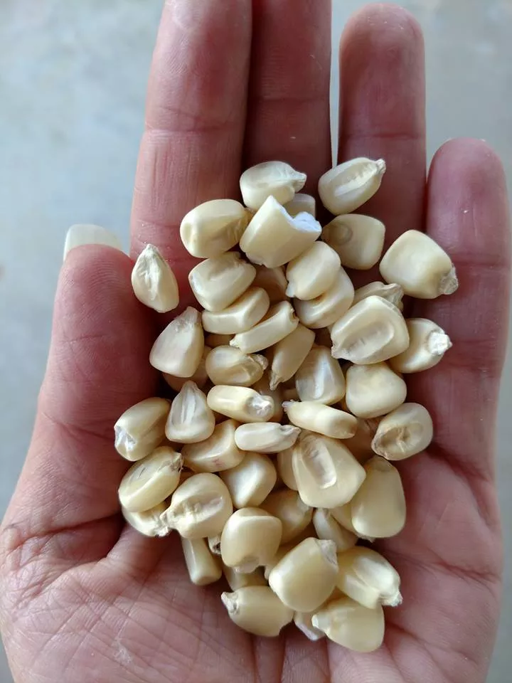 Boone County White Corn BULK
