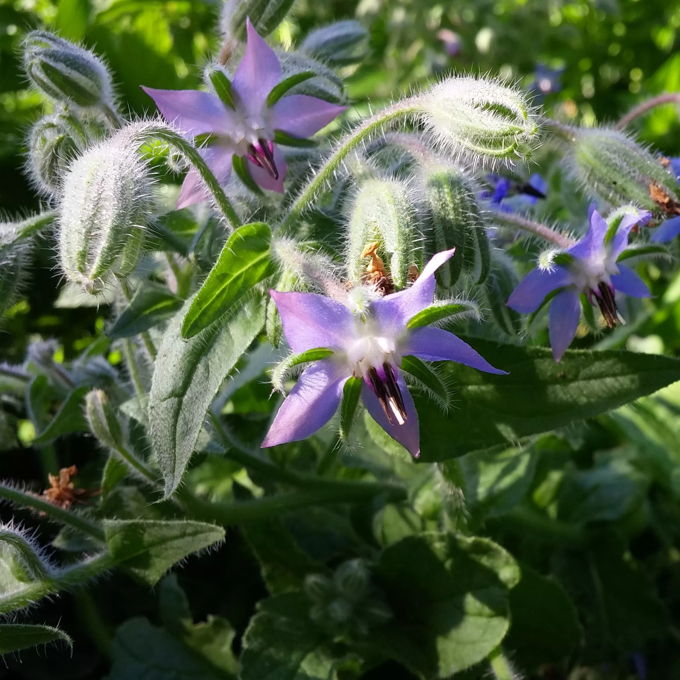 Borage Organic