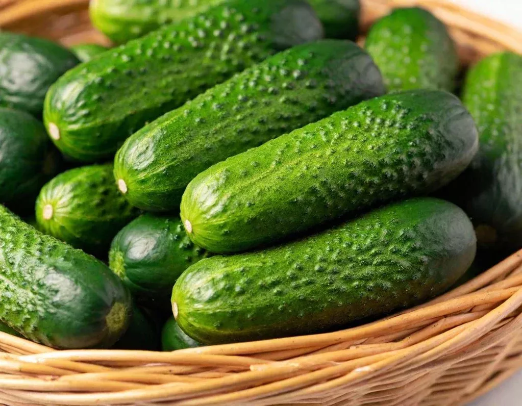 Boston Pickling Cucumber