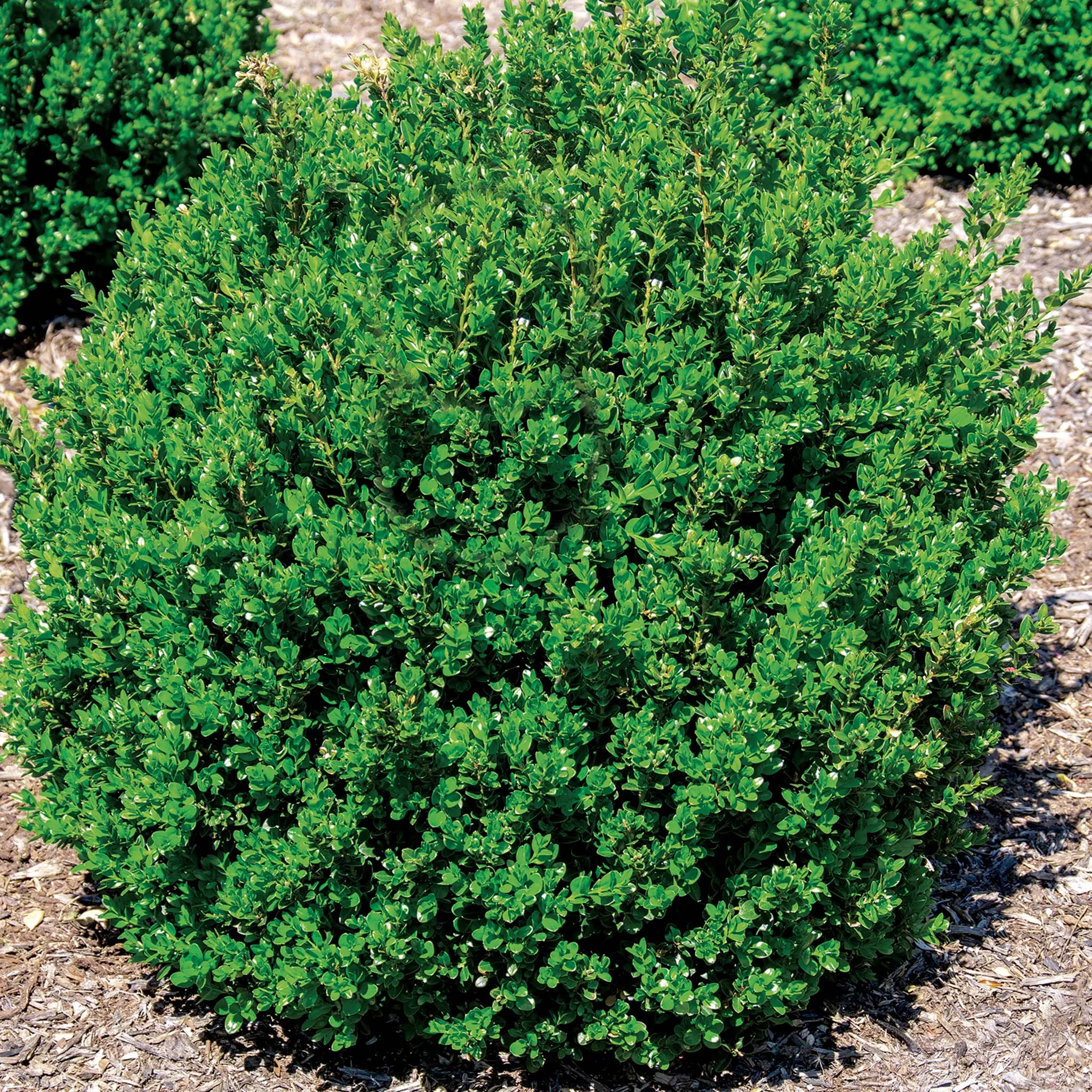 Boxwood, Little Missy