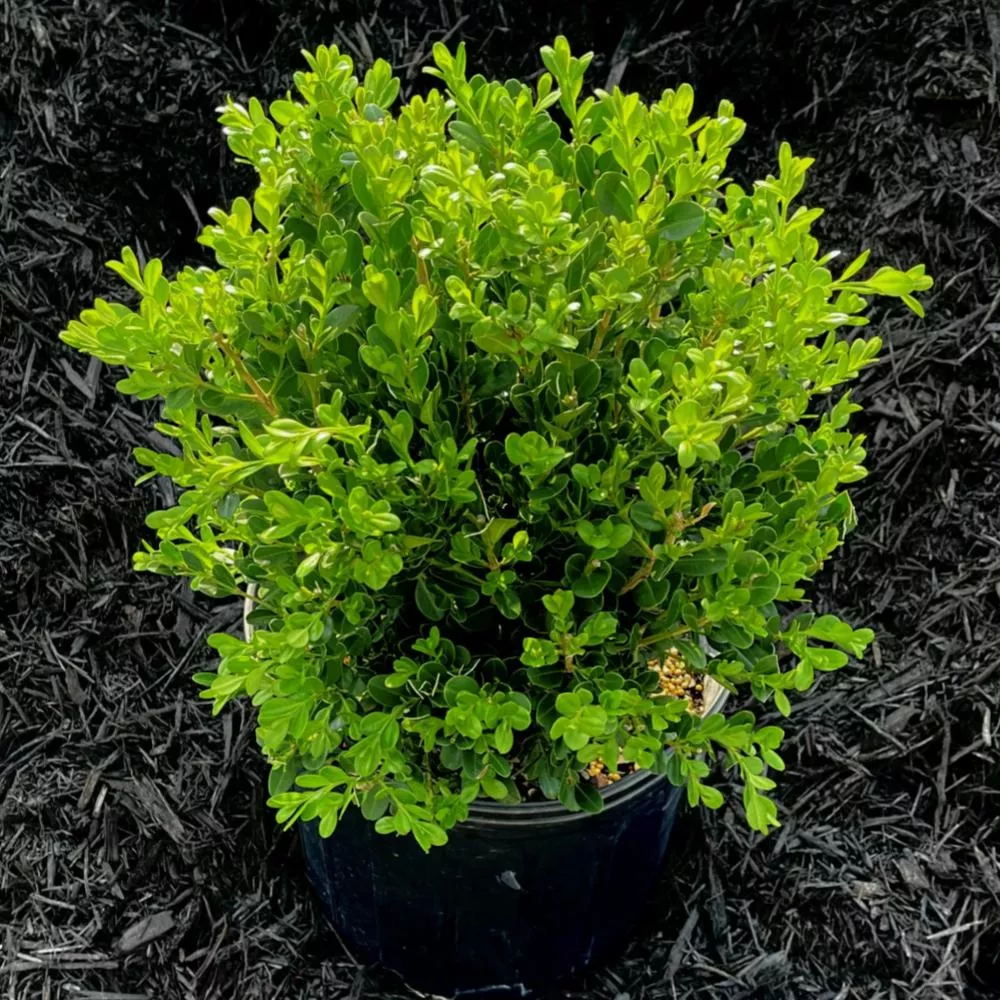 BOXWOOD Wintergreen #3