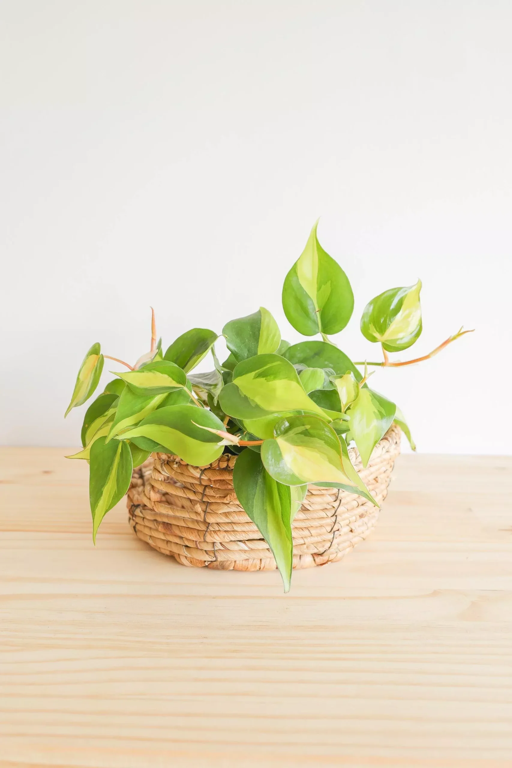 Brazil / Philodendron