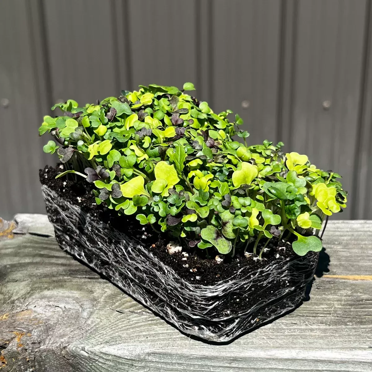 Bright and Spicy Mix Microgreens