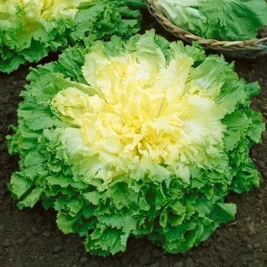 Broadleaf Batavian Endive