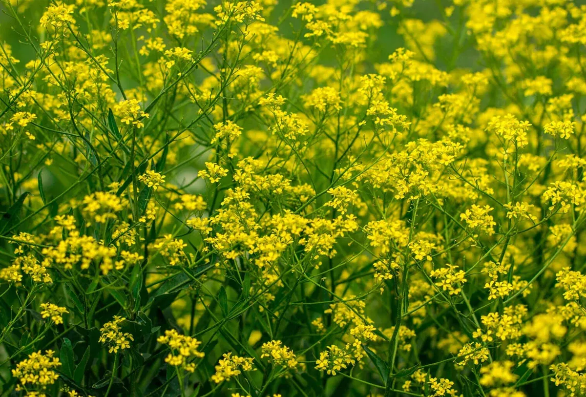 Broadleaf Mustard
