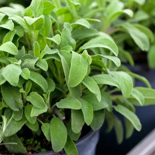 Broadleaf Sage