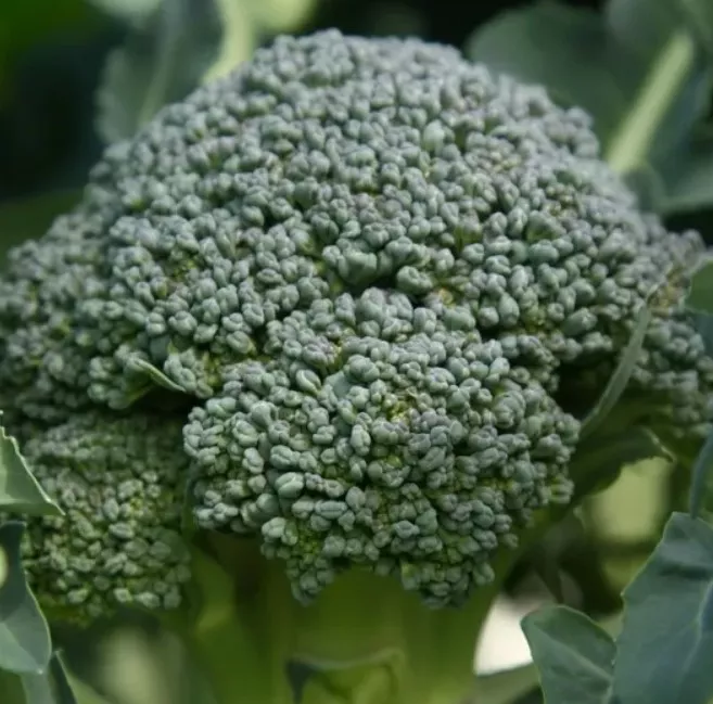 Broccoli Calabrese Organic