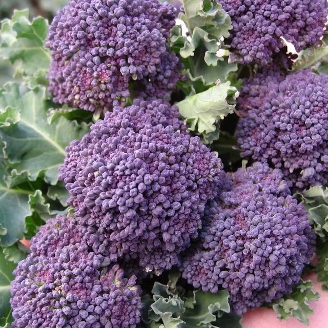 Broccoli Early Purple Sprouting