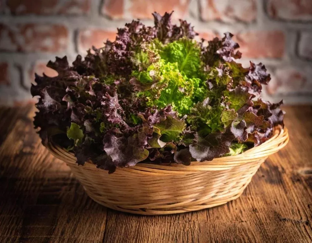 Bronze Mignonette Lettuce