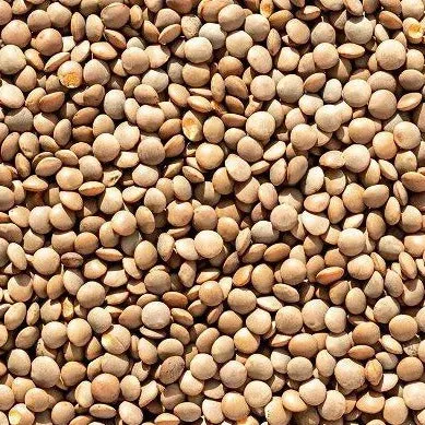 Brown Lentil