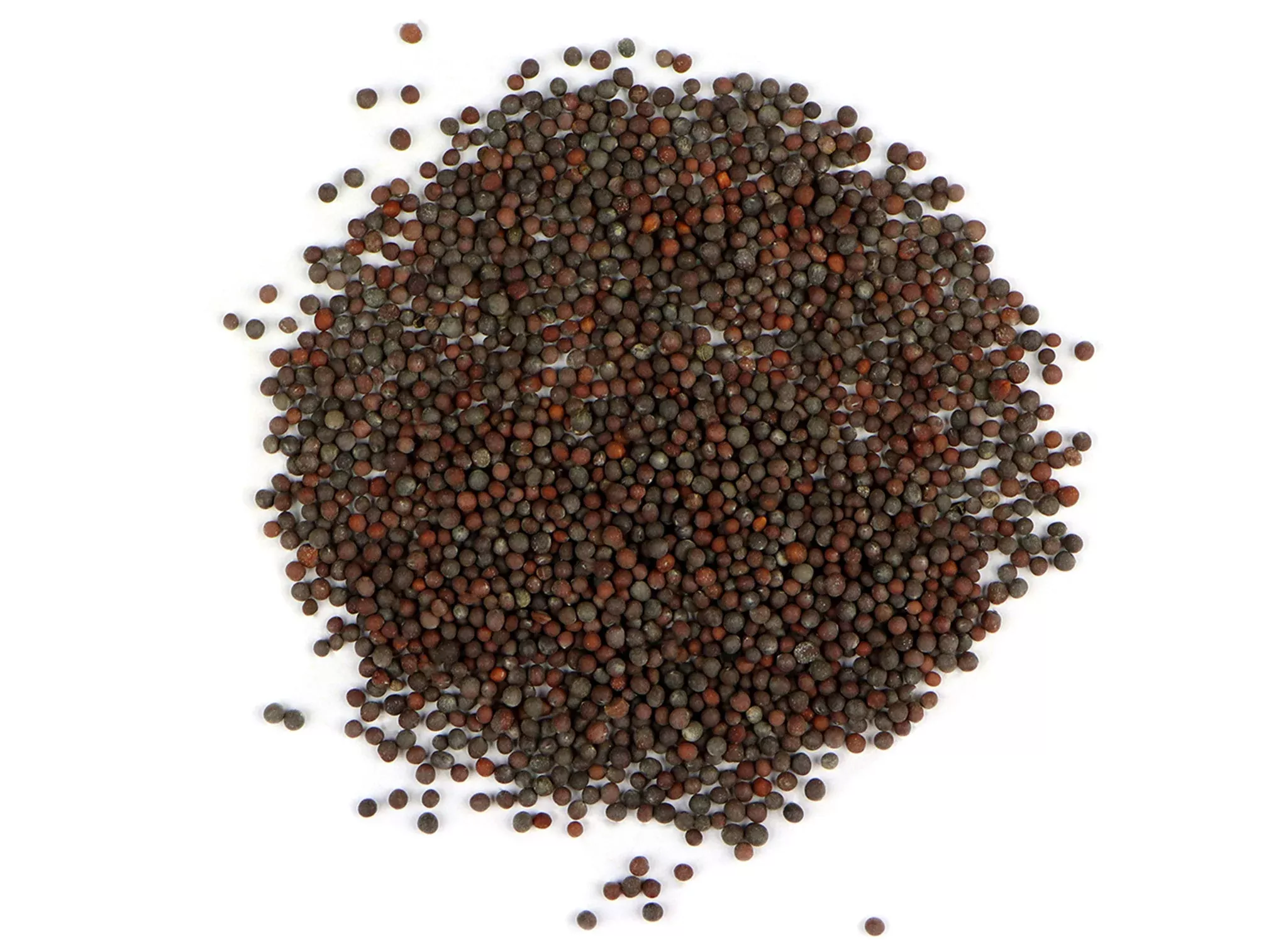 Brown Mustard Sprouting Seeds