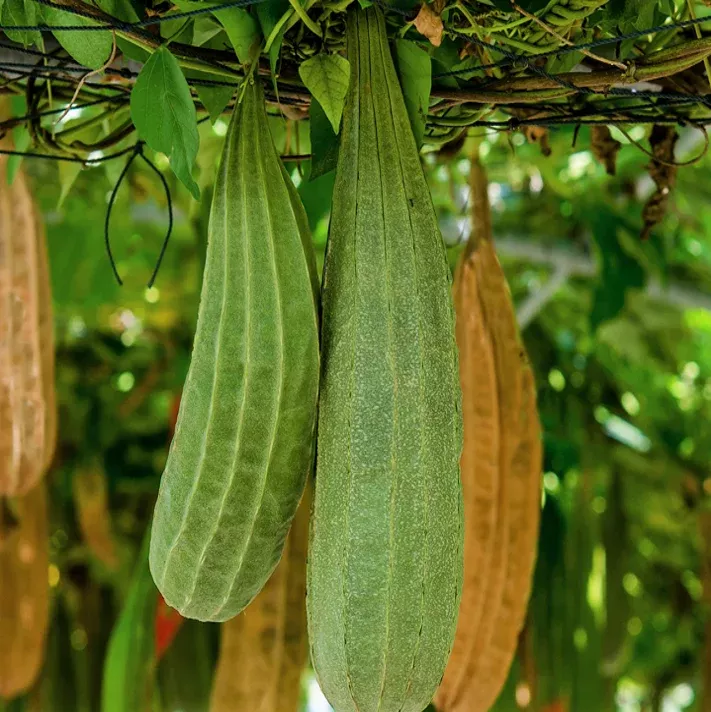 Buab Khom Angled Luffa Gourd