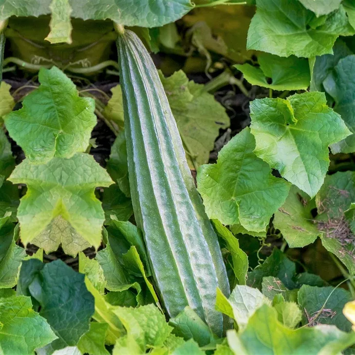 Buab Laem Angled Luffa Gourd
