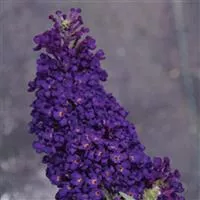 Buddleia Buzz™ Midnight Butterfly Bush