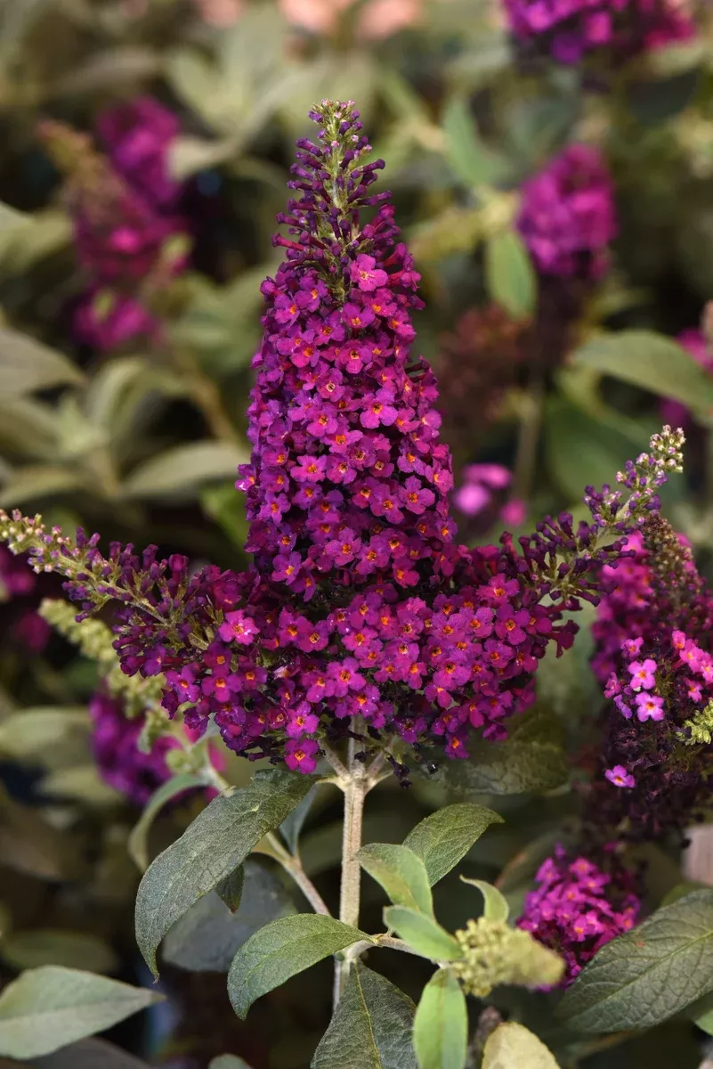 Buddleia Chrysalis Cranberry