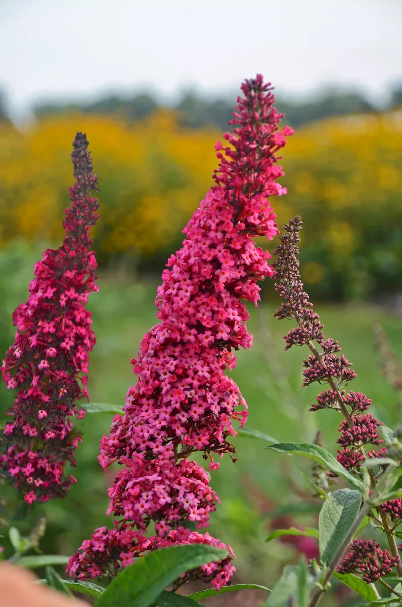Buddleia Monarch Prince Charming