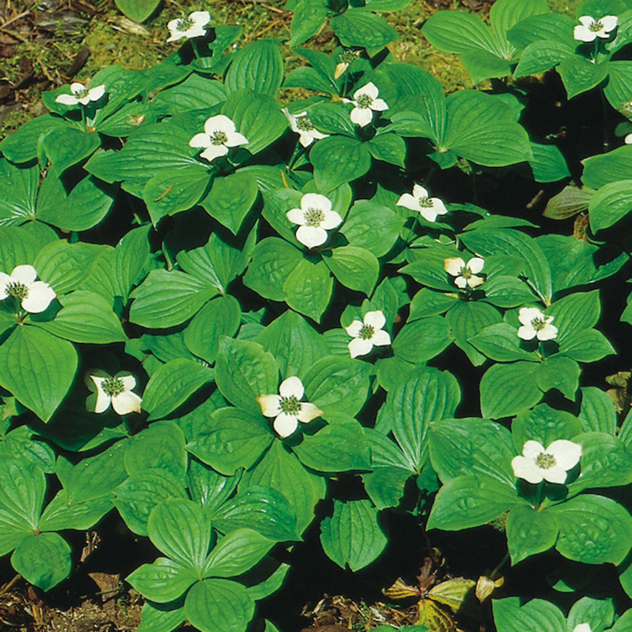 Bunchberry (Cornus canadensis)