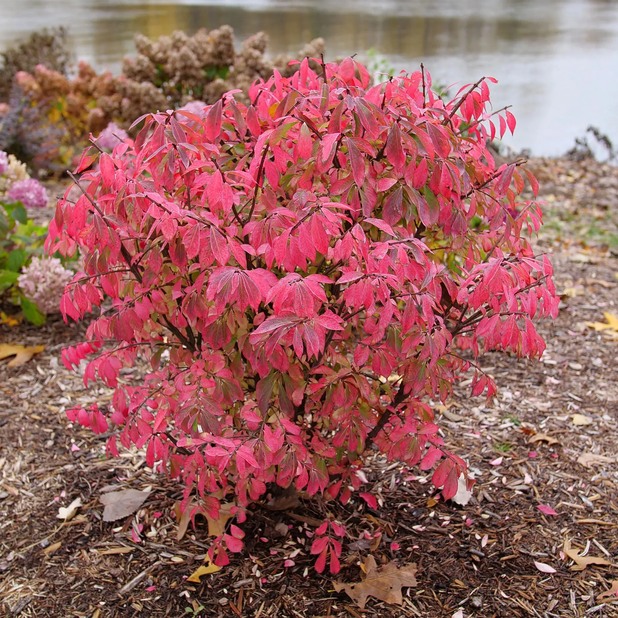 Burning Bush, Fire Ball Seedless