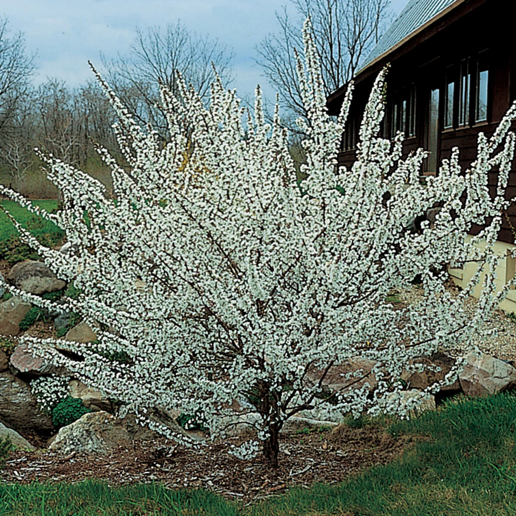 Bush Cherry, Nanking