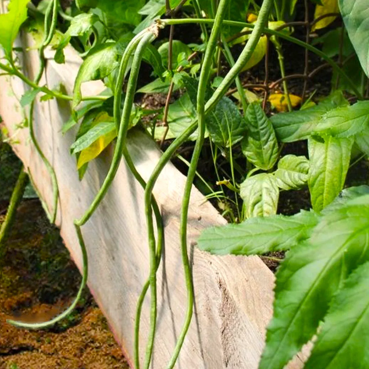 Bush Green Yard Long Bean