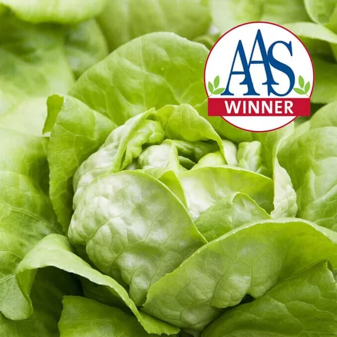 Butter Crunch Lettuce