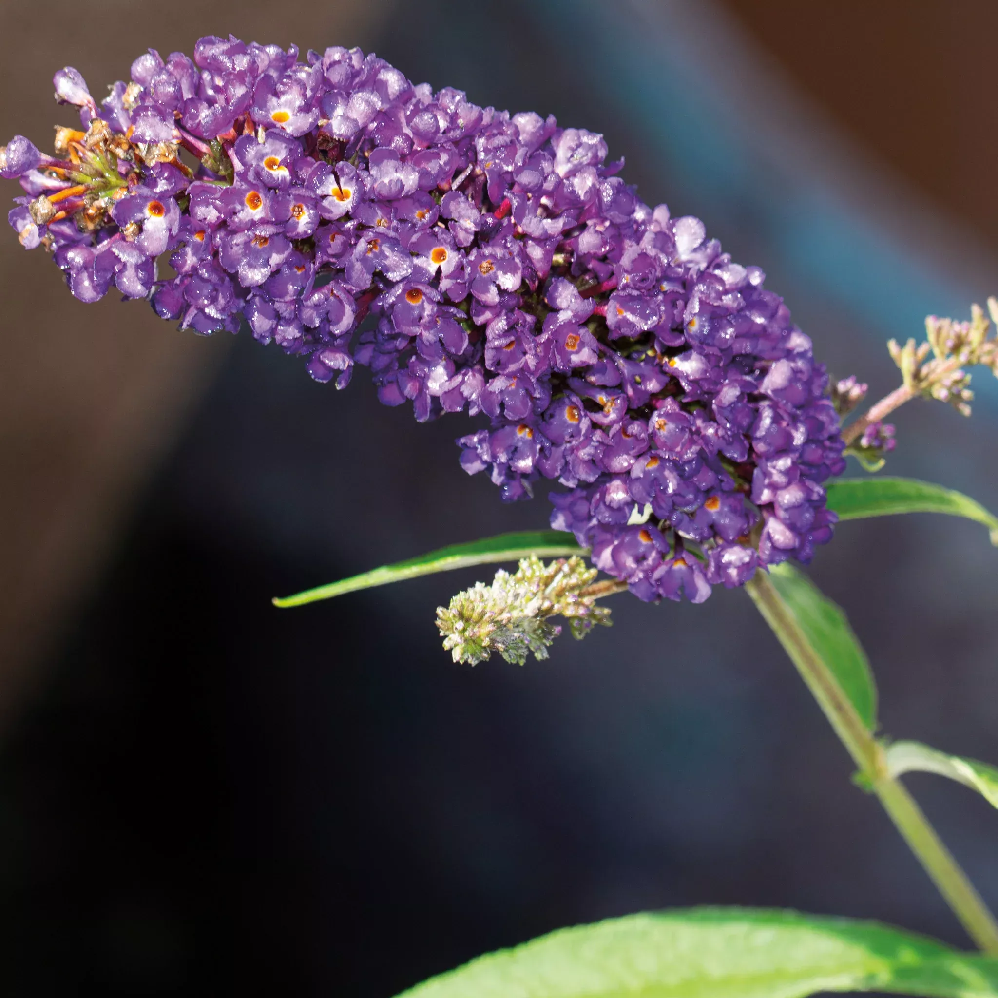 Butterfly Bush, Black Knight