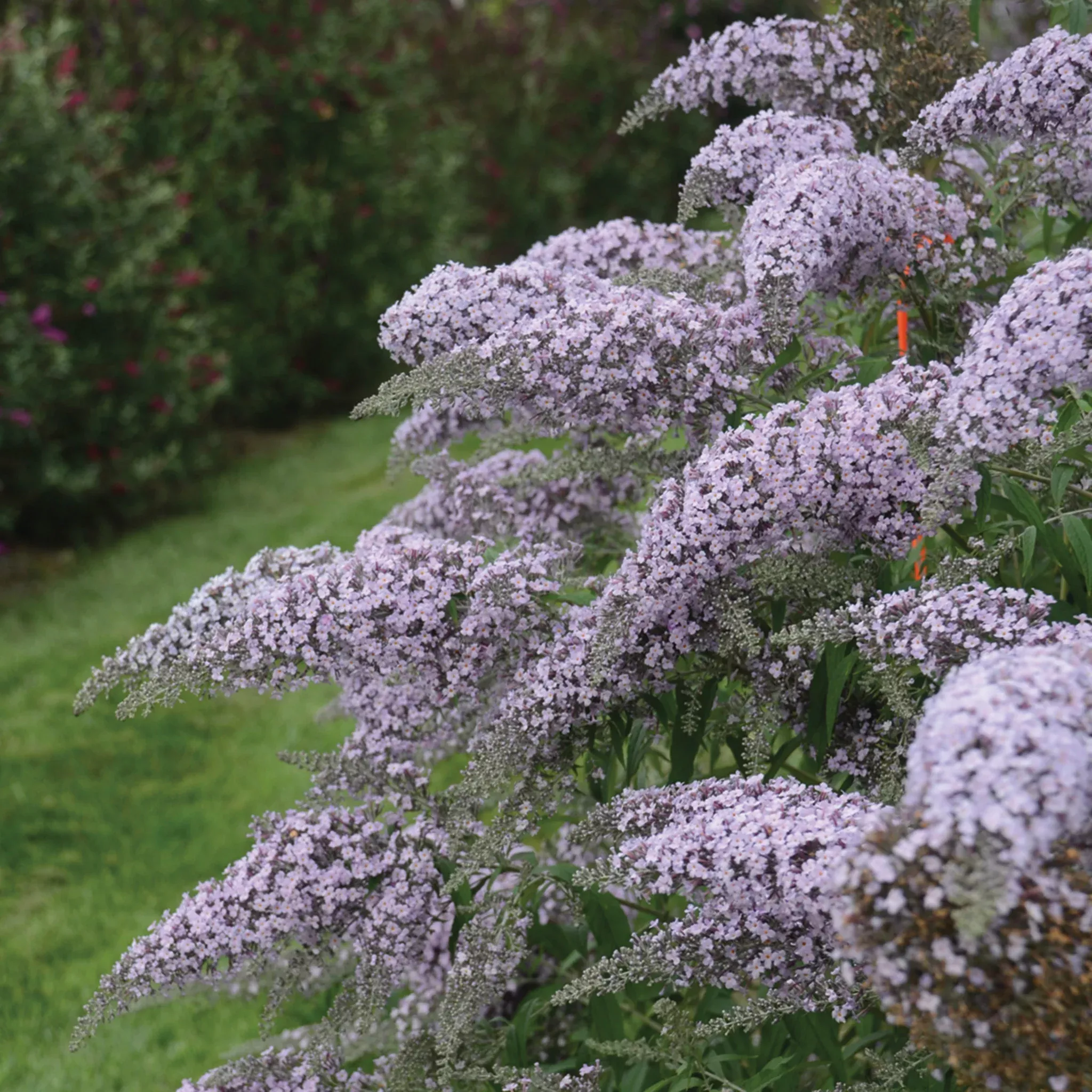 Butterfly Bush, Grand Cascade
