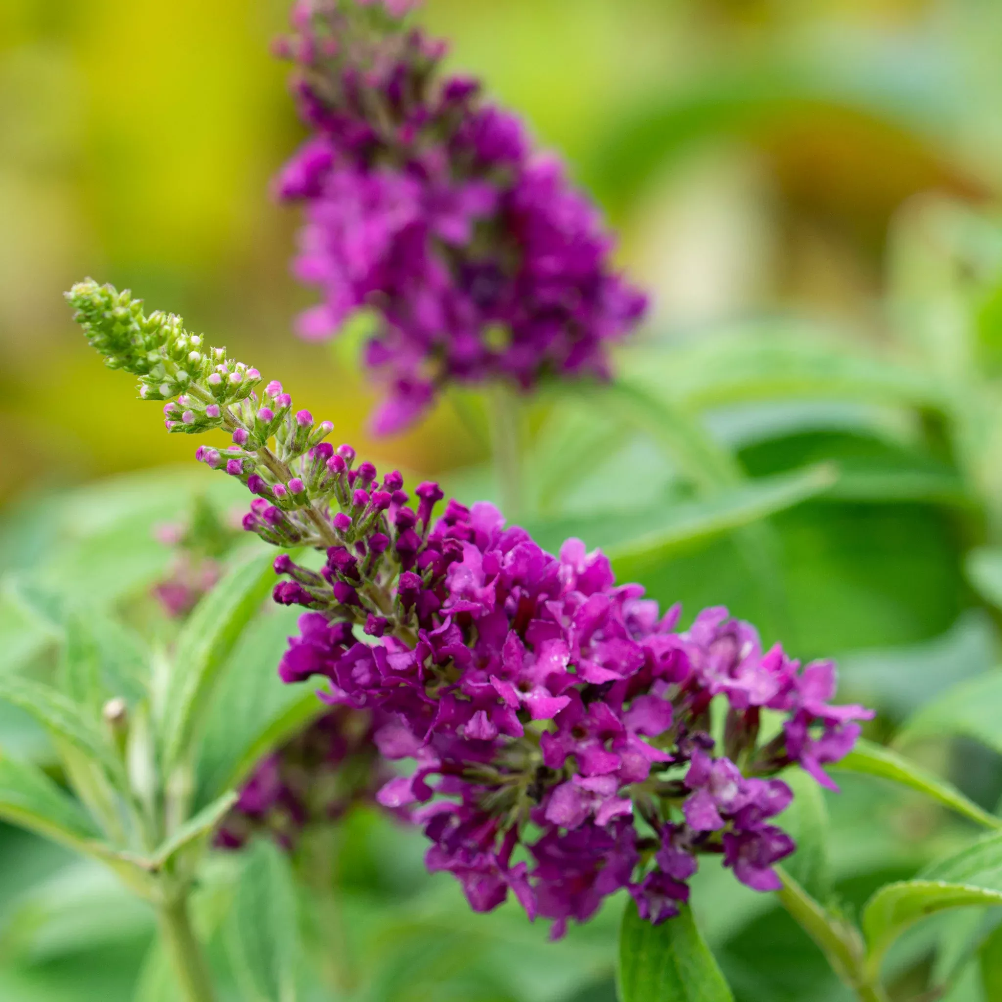 Butterfly Bush, Lo & Behold, Ruby Chip