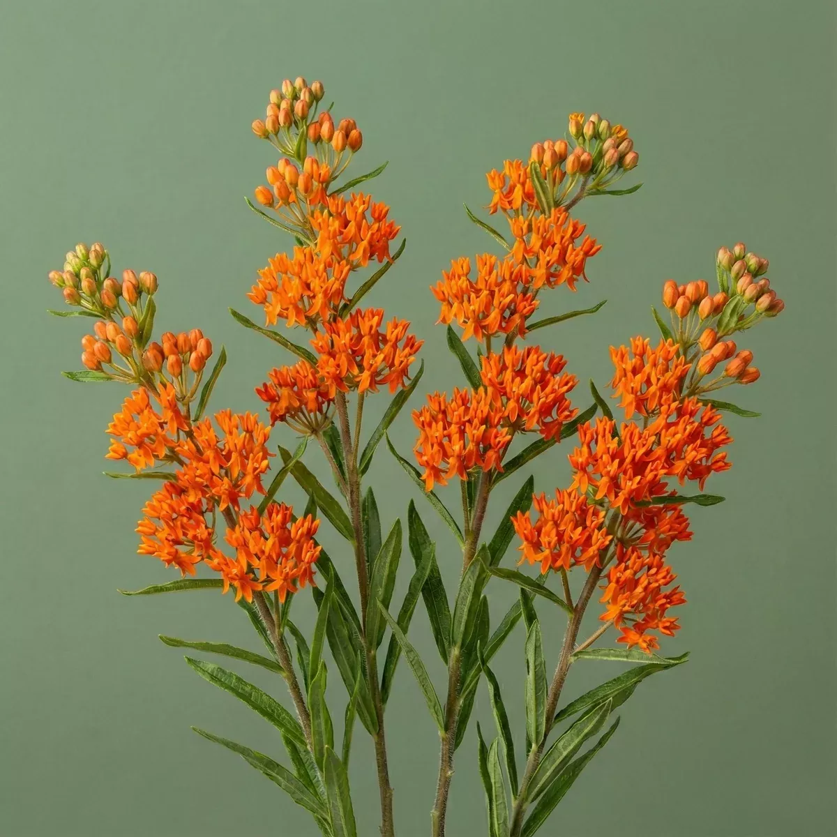 Butterfly Milkweed