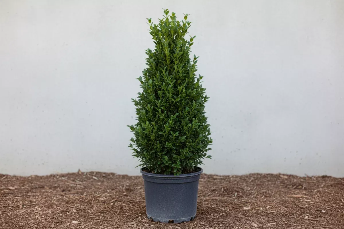 Buxus 'Shadow Sentry' Boxwood