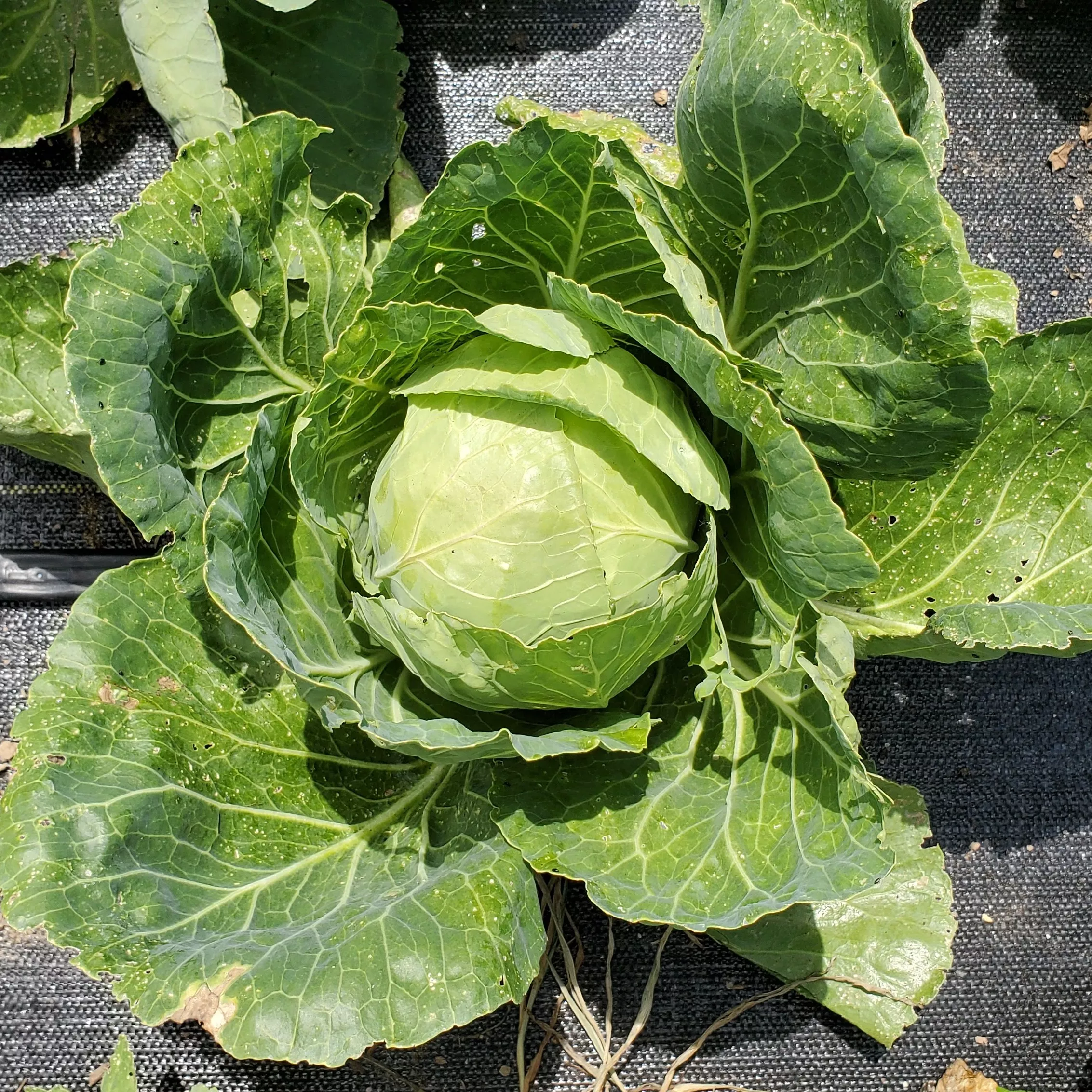 Cabbage Brunswick