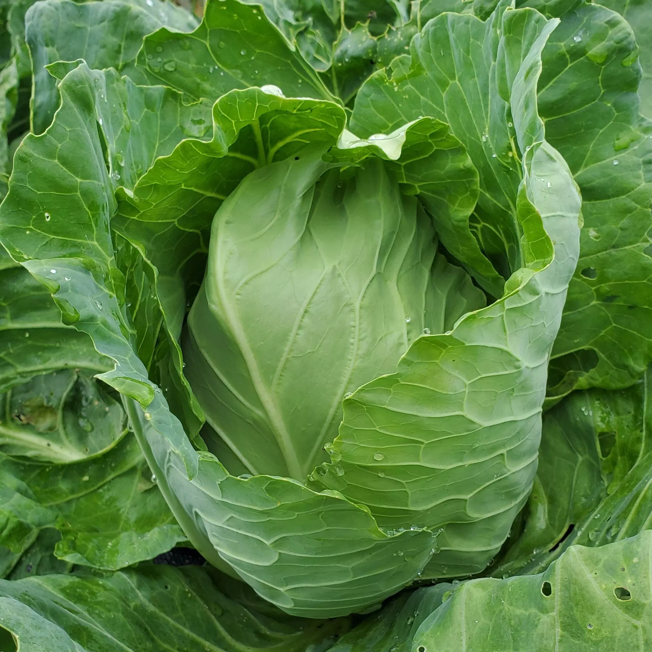 Cabbage Early Jersey Wakefield