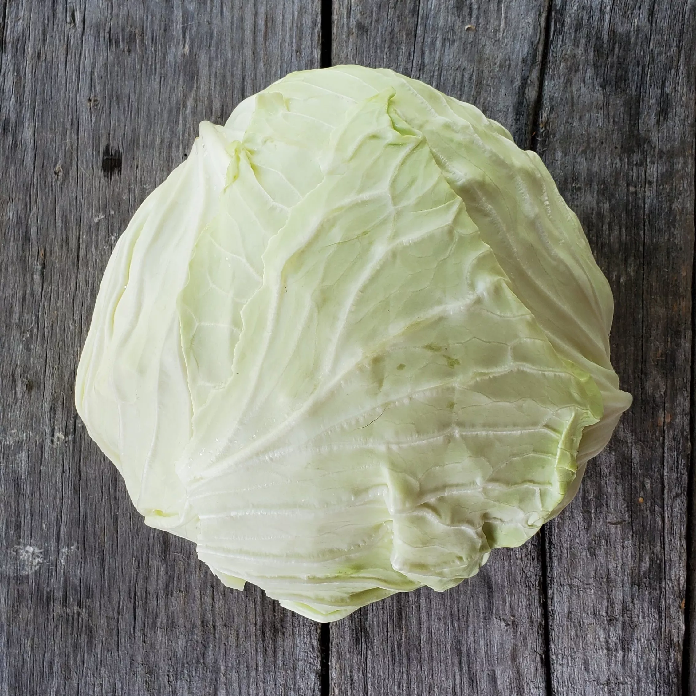 Cabbage Late Flat Dutch