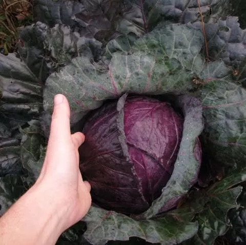 Cabbage Mammoth Red Rock