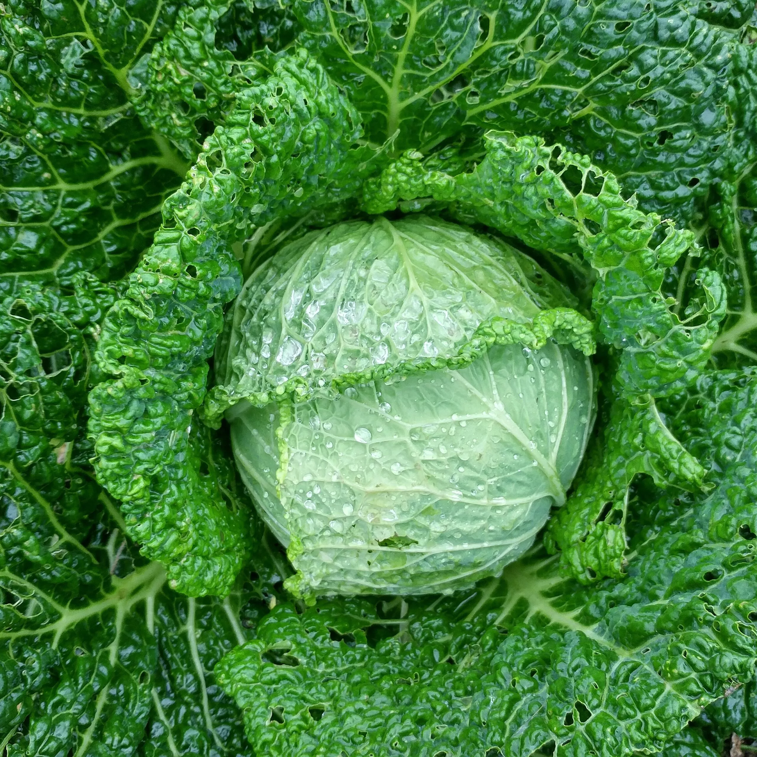 Cabbage Perfection Drumhead Savoy