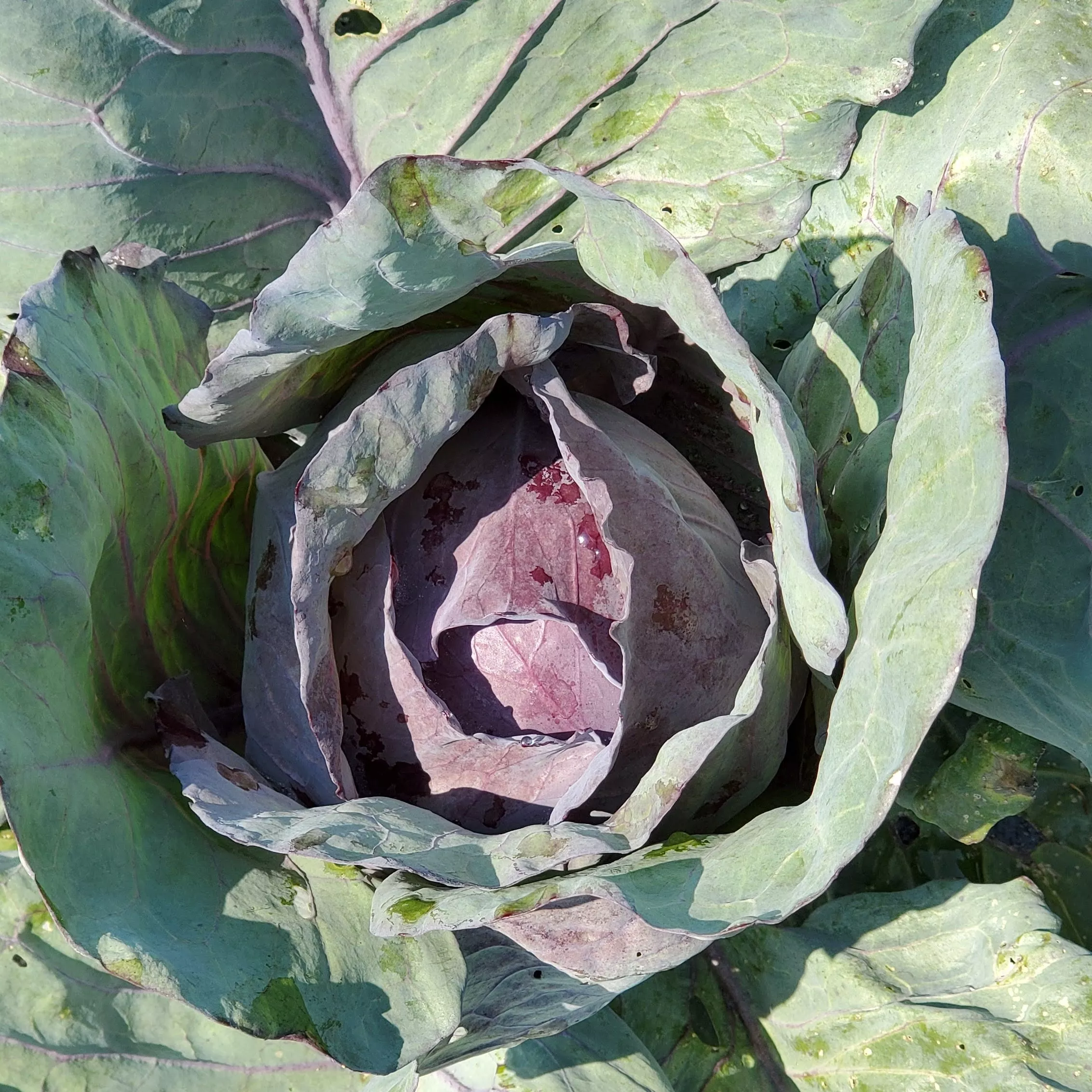 Cabbage Red Acre Organic