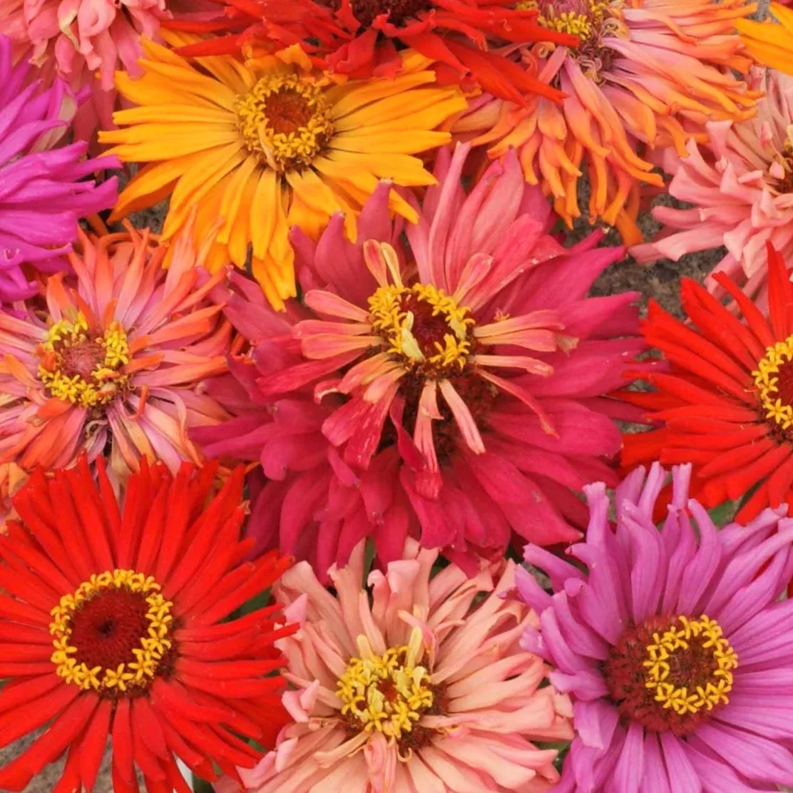 Cactus Mix Zinnia