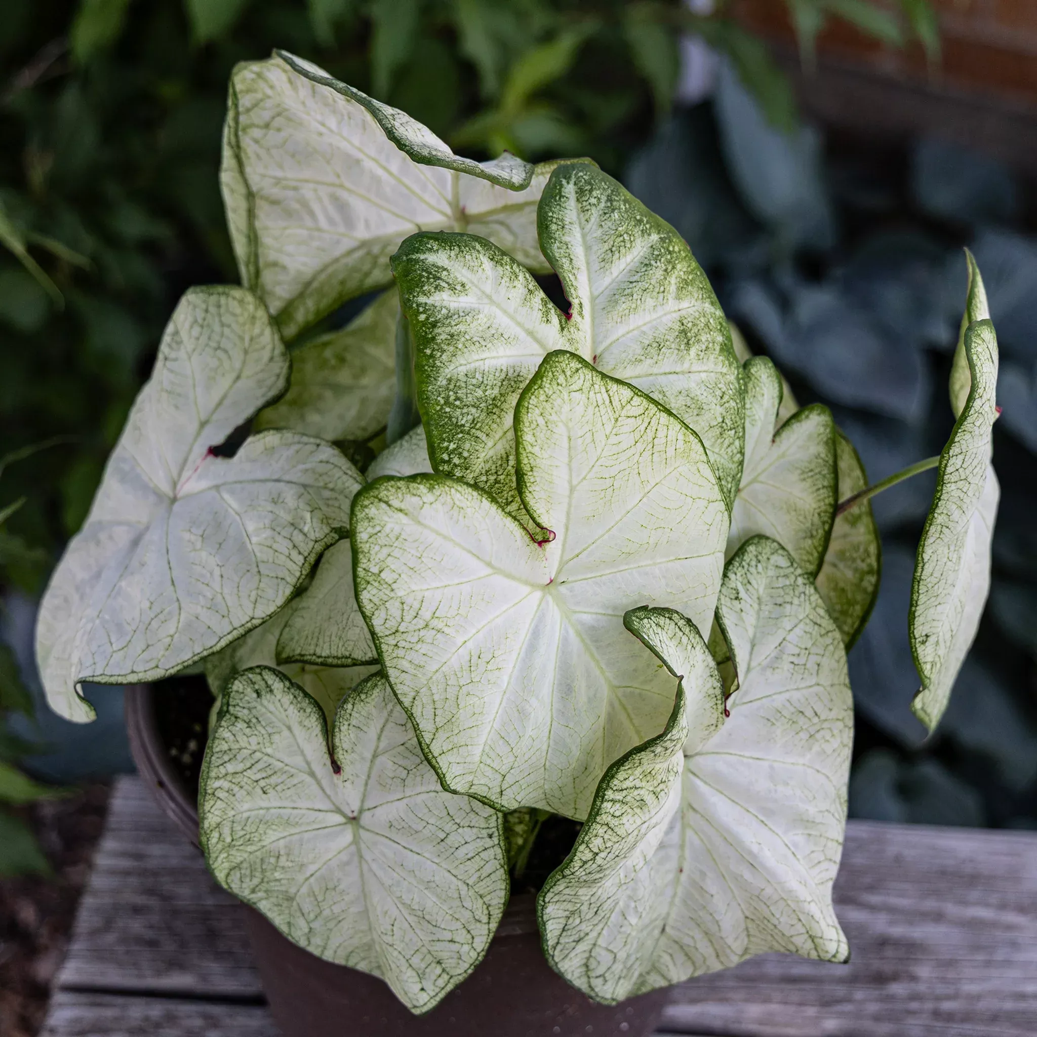 Caladium, Moonlight, Pack of 3
