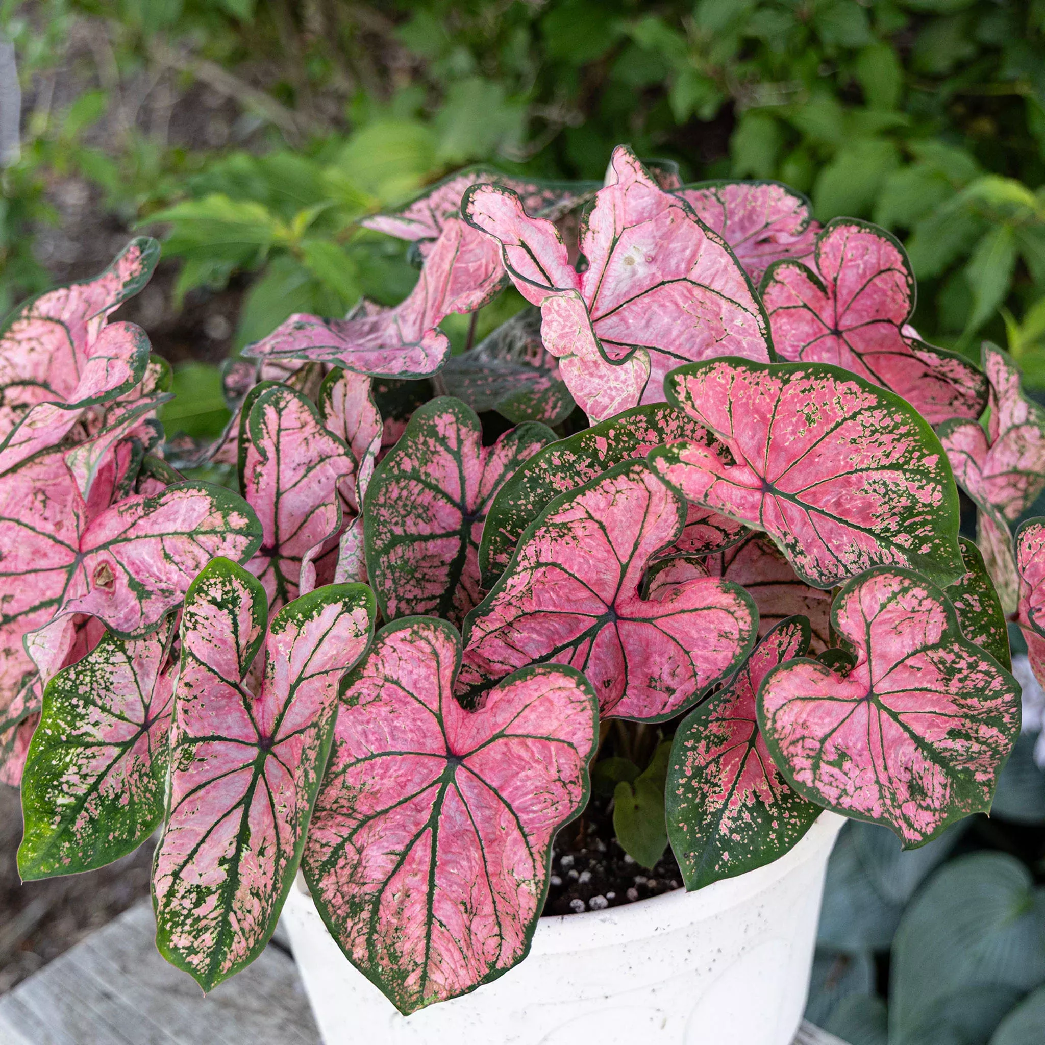 Caladium, Pink Splash, Pack of 3