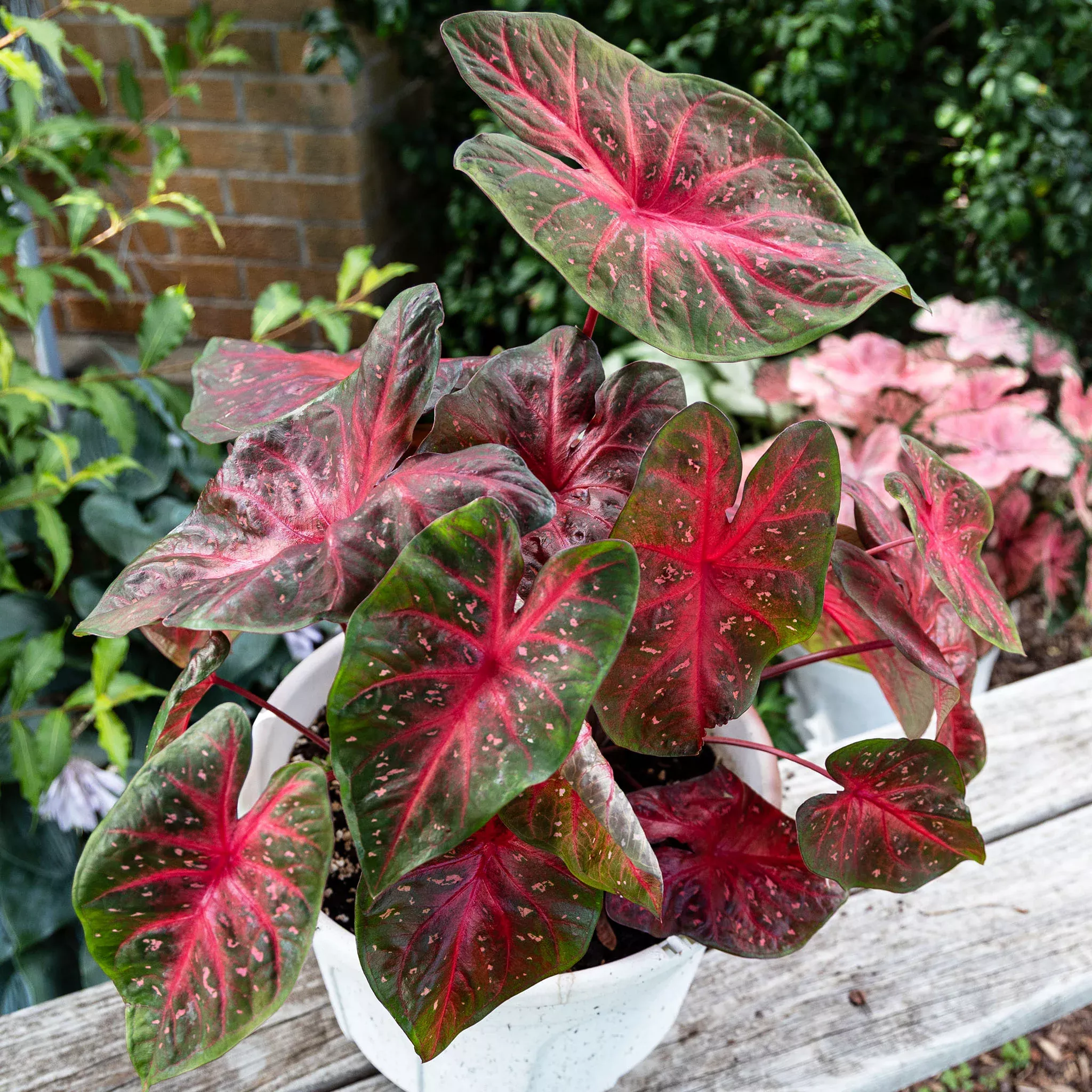 Caladium, Red Flash, Pack of 3