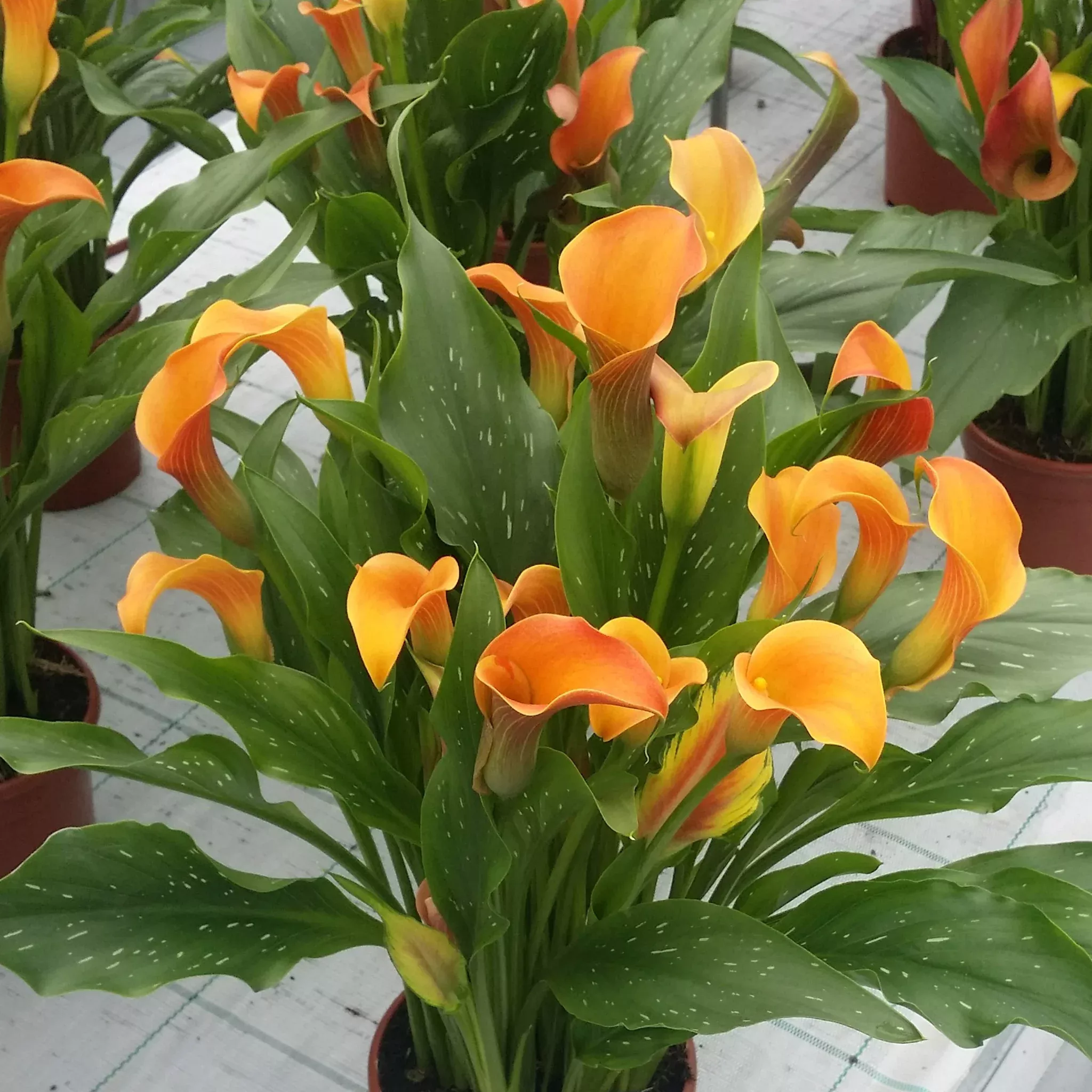 Calla Lily, Qatar